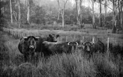 Stier-Saison: Erdung, Fülle und innere Sicherheit