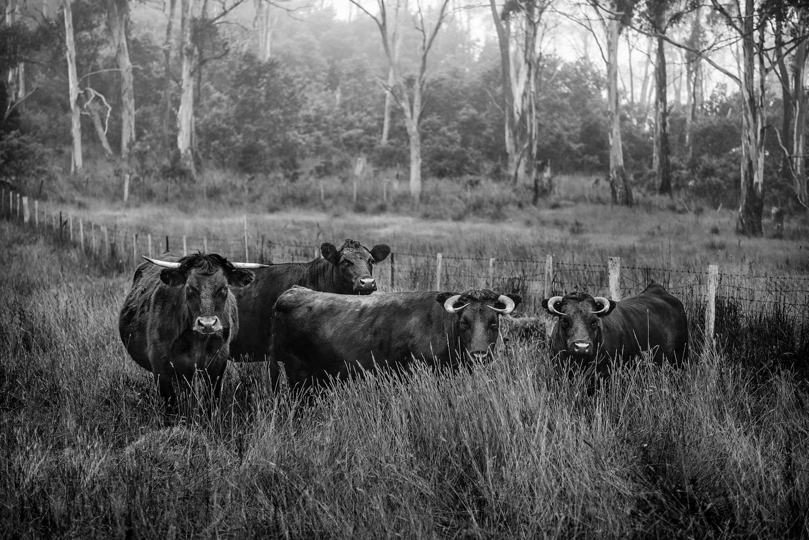 Stier