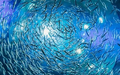 Fische September 2025 – Eine seelenverwandte Begegnung und emotionale Heilung