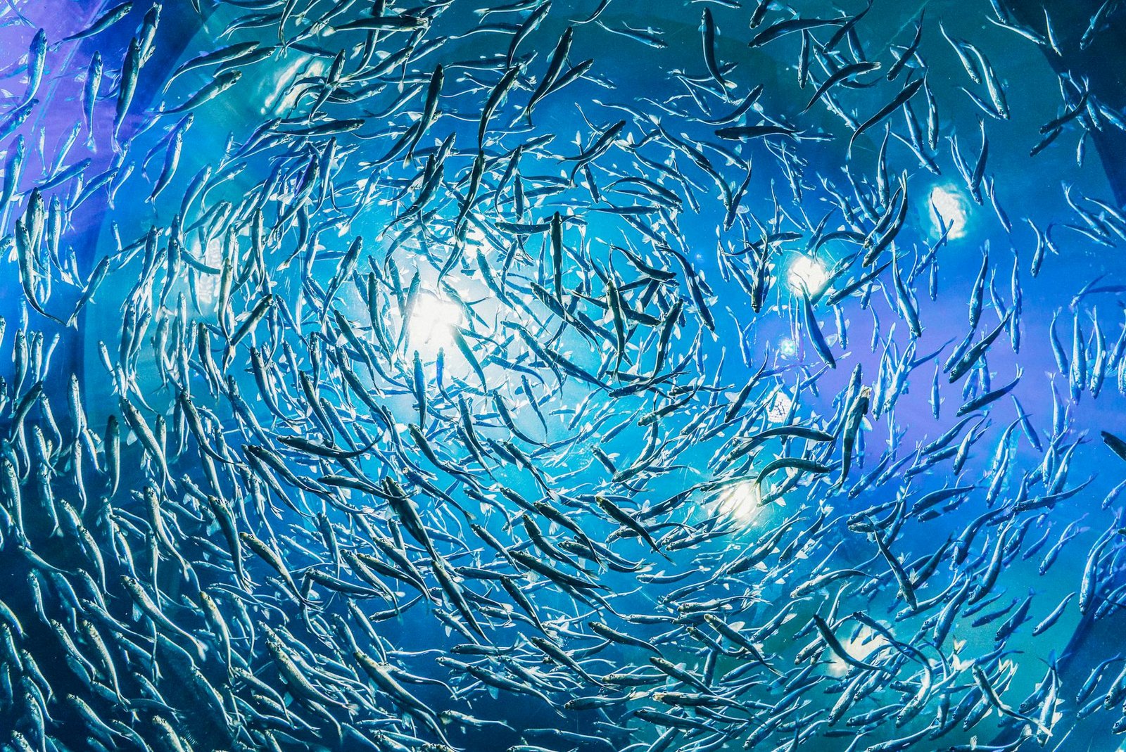 Fische August