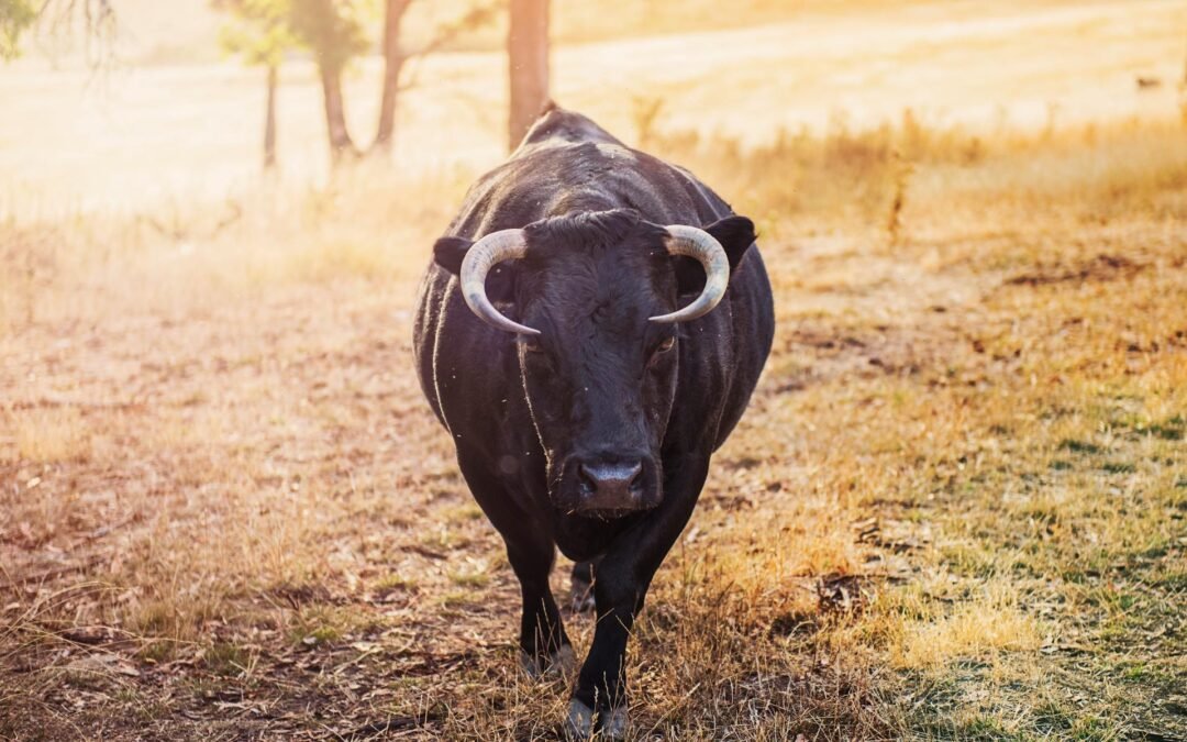 Stier August 2025 – Wenn Sicherheit ins Wanken gerät