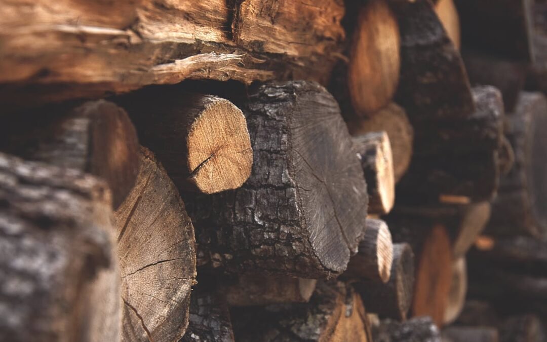 Zeder – Heiliger Baum der Stärke, Reinigung und spirituellen Klarheit